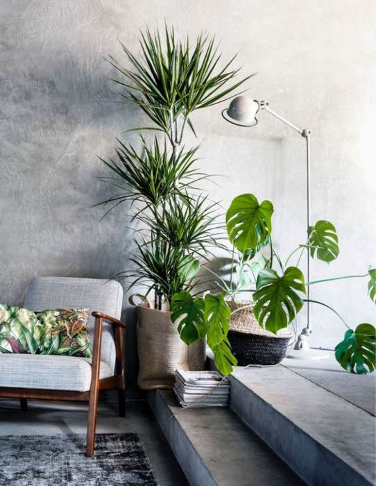 House plants indoor